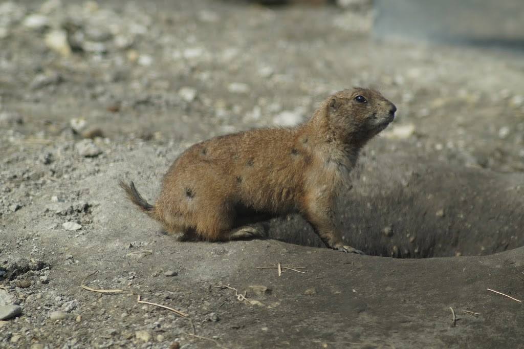 Cynomys ludovicianus