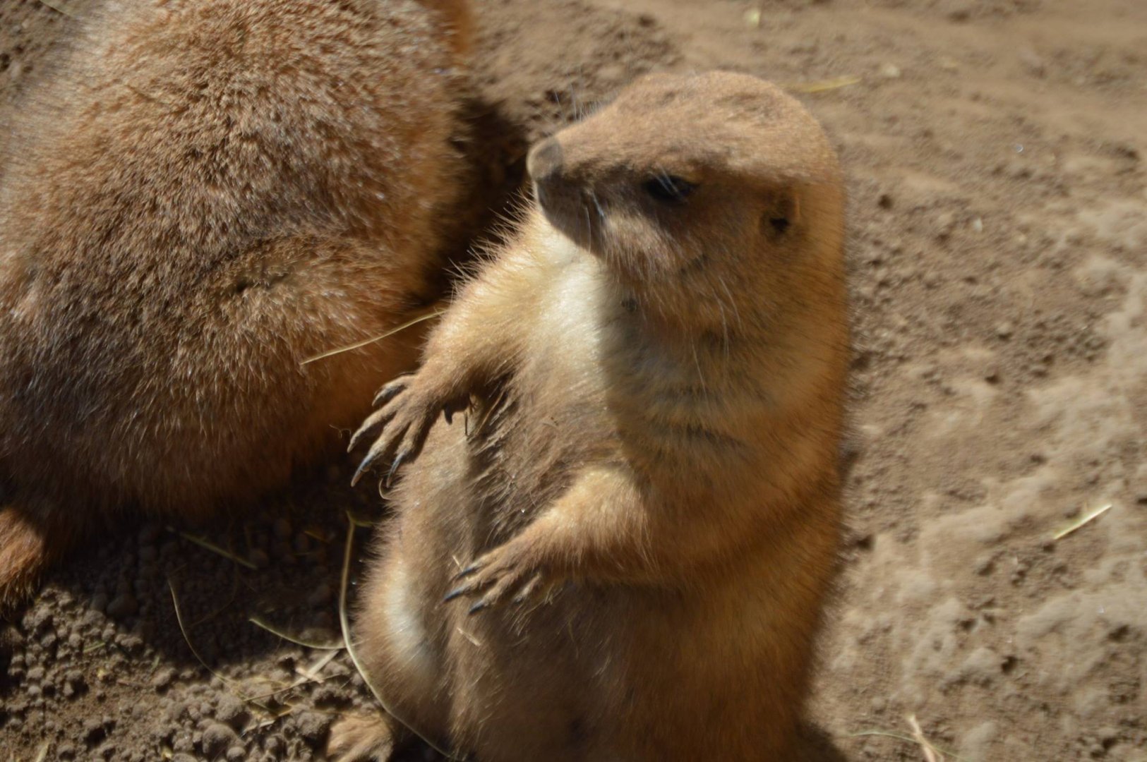 Cynomys ludovicianus