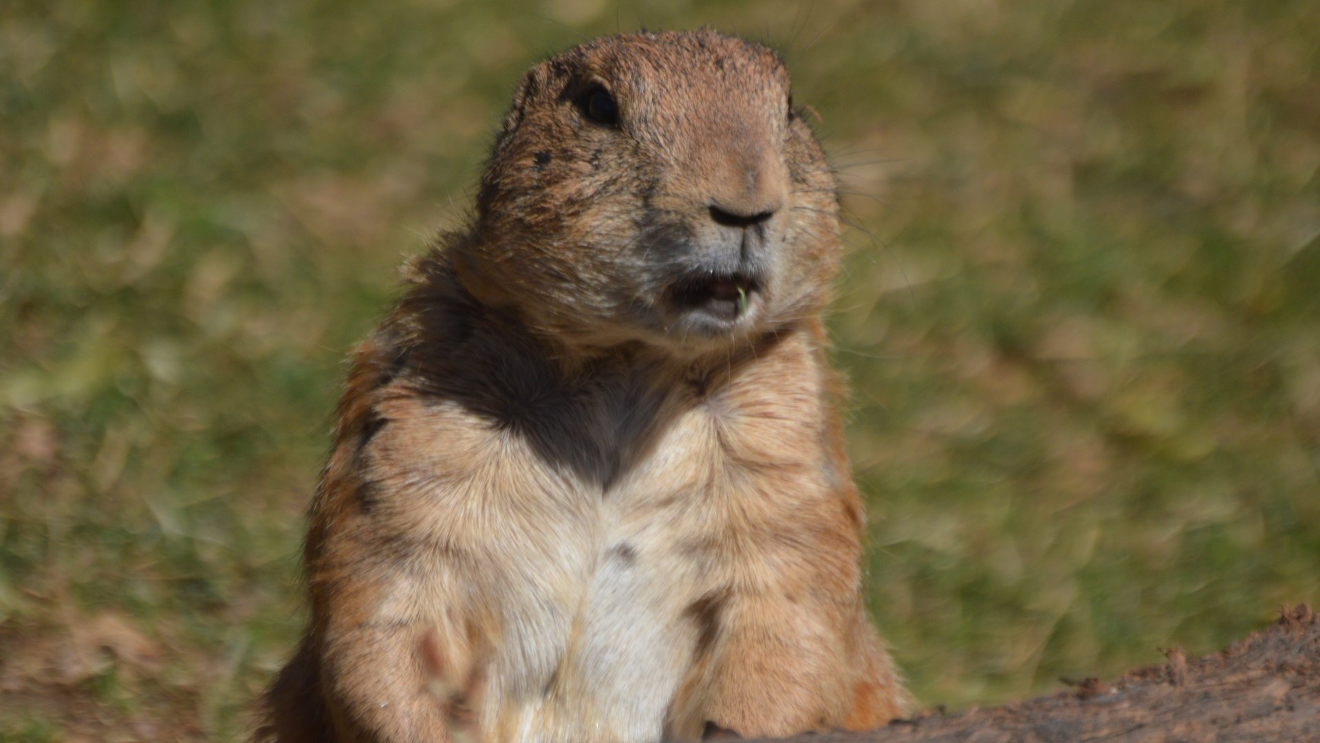 Cynomys ludovicianus