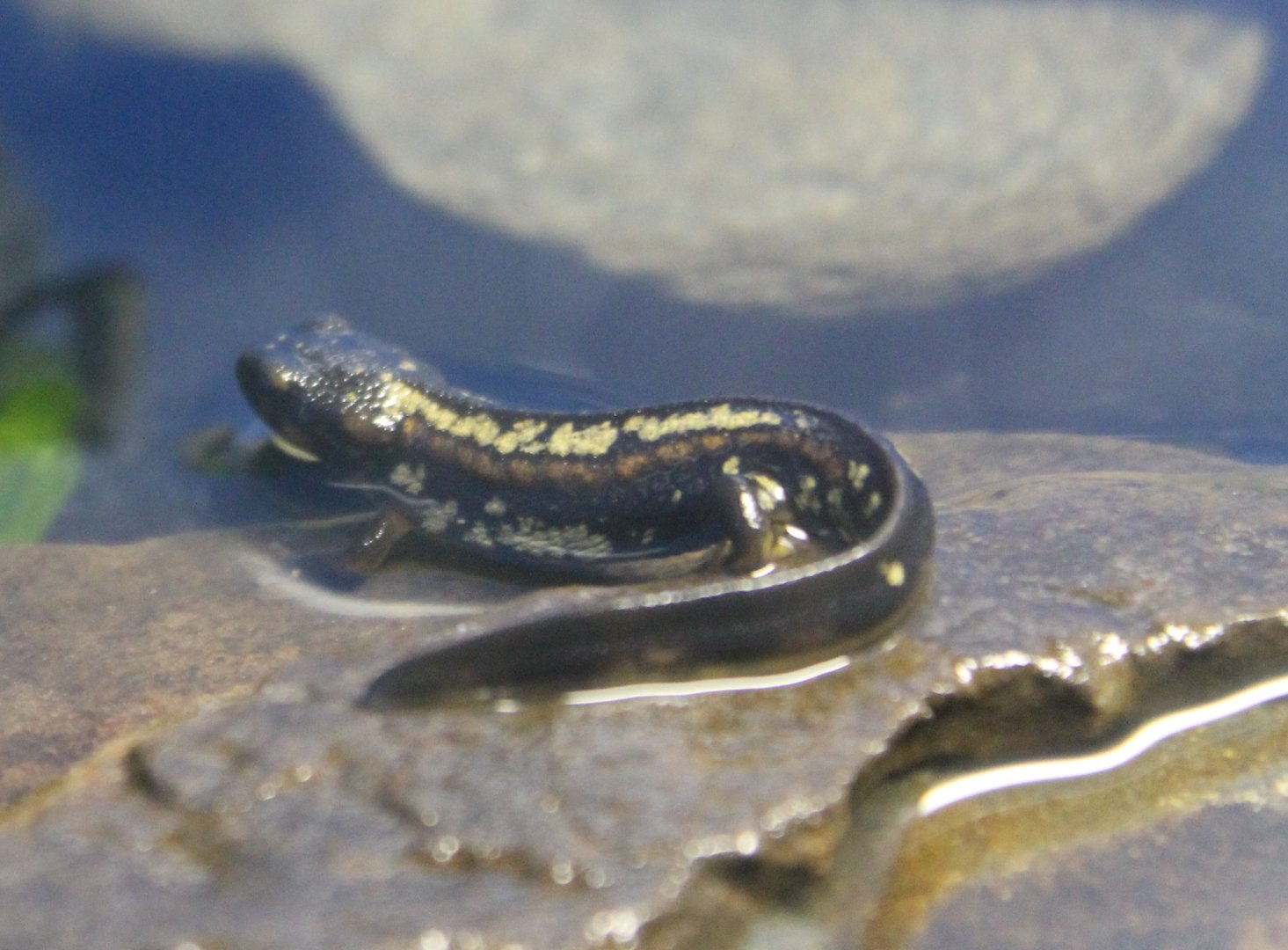 Cynops encicauda popei