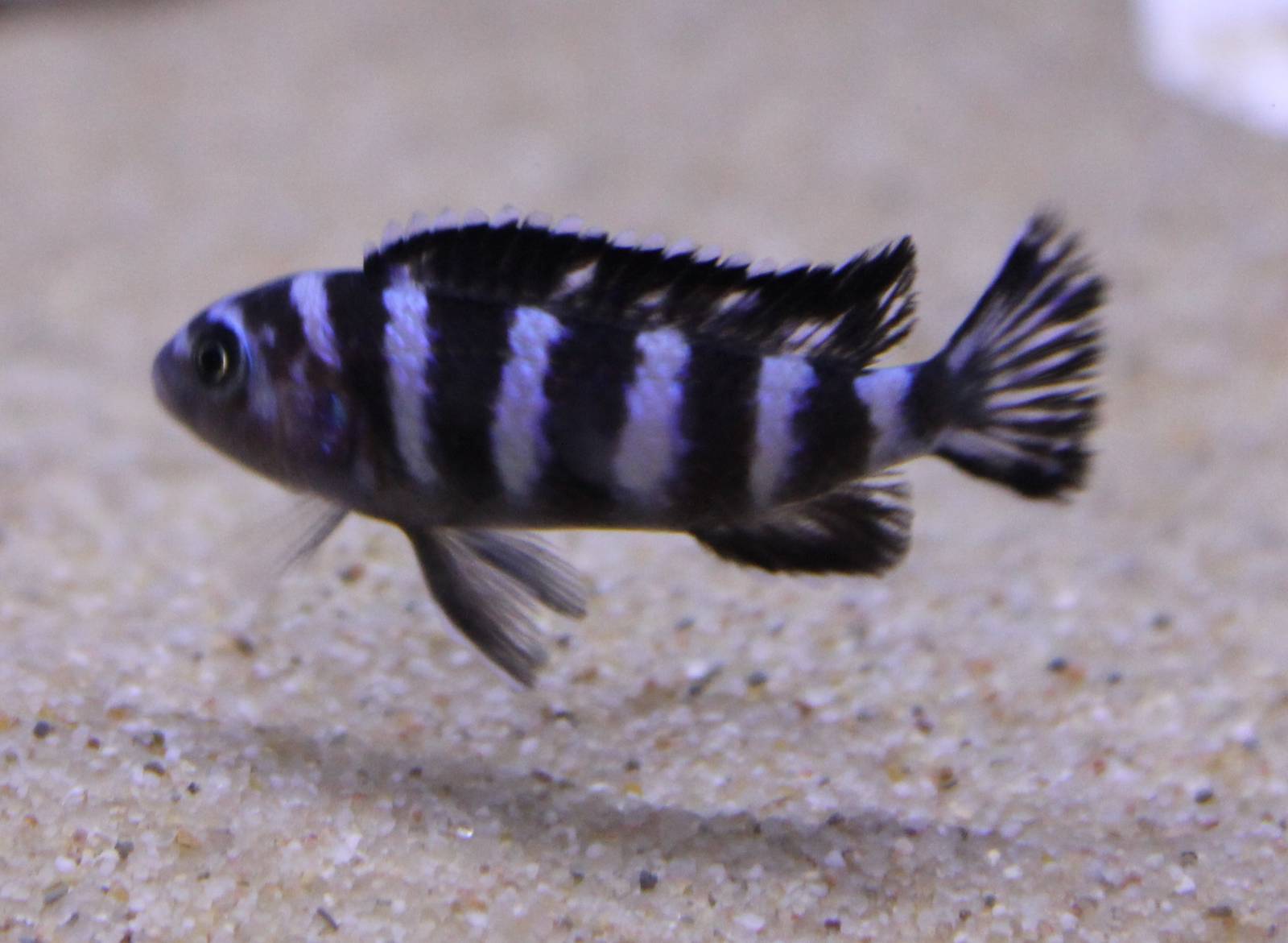 Cynotilapia afra