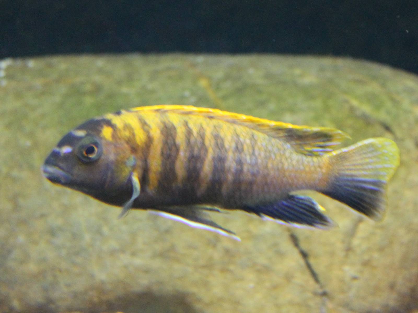 Cynotilapia ID