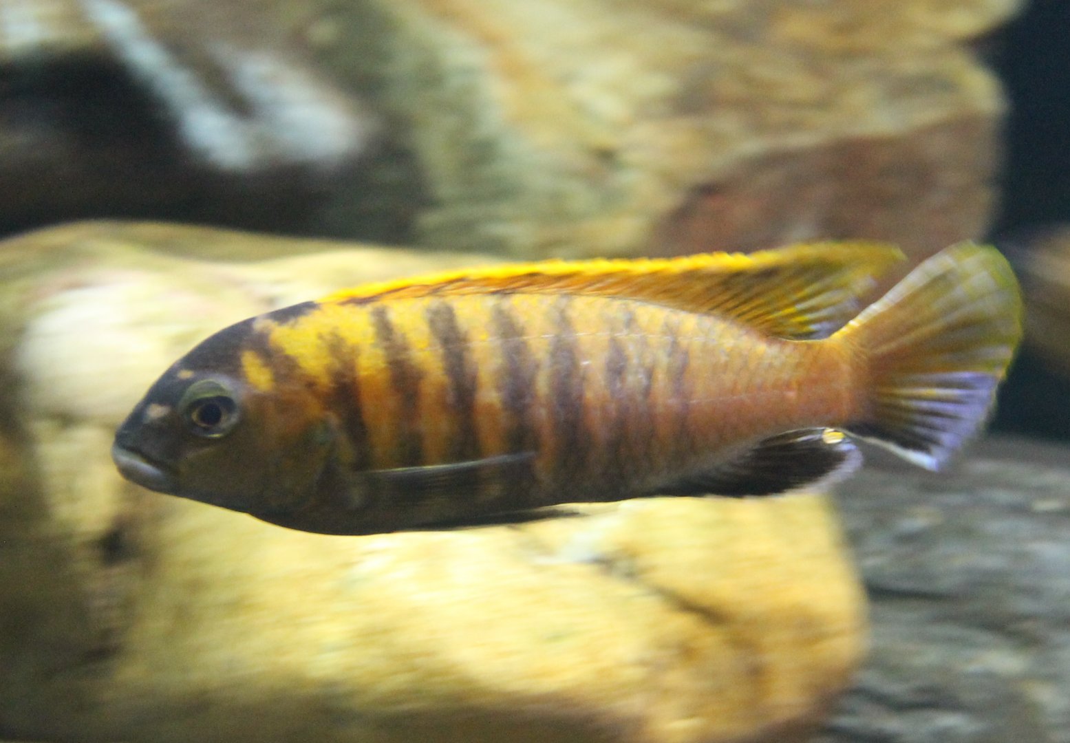 Cynotilapia species