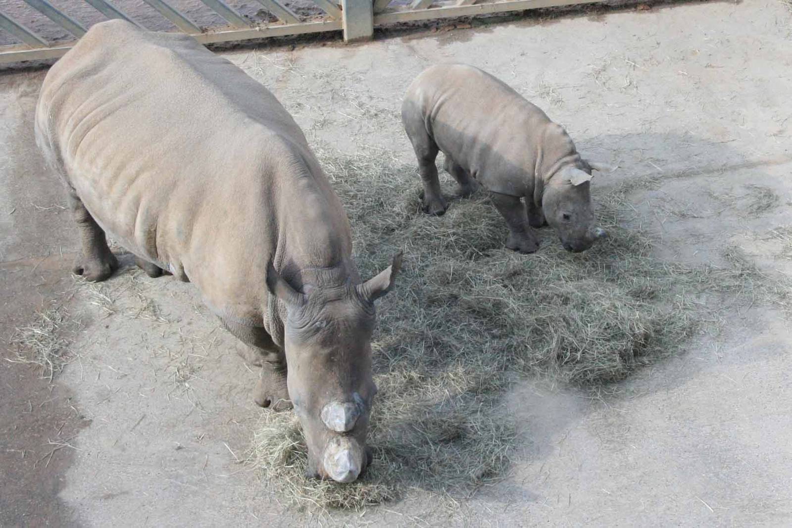 Cynthia and Zamba, Southern White Rhinos