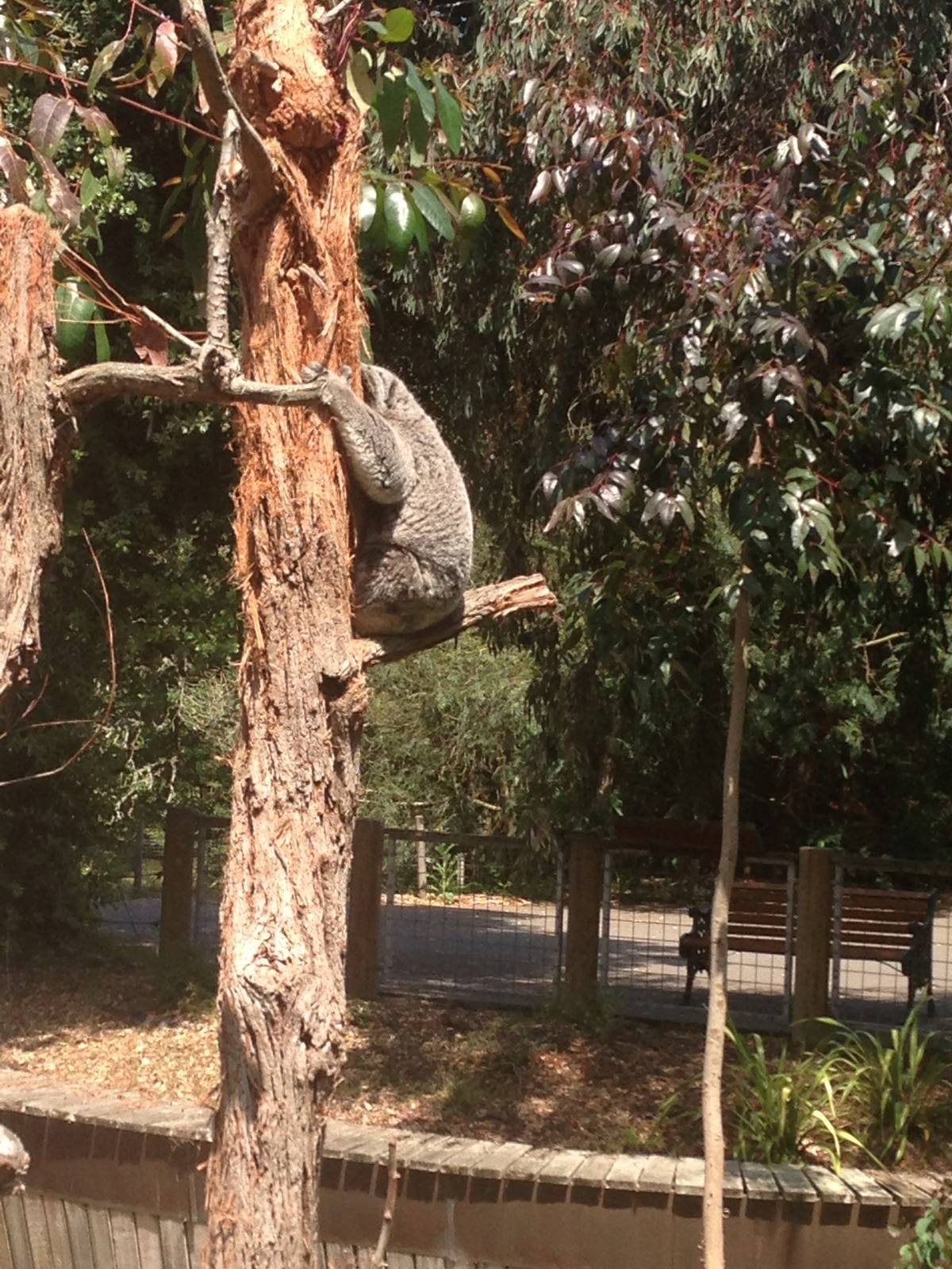 Cynthia, out on a warm day
