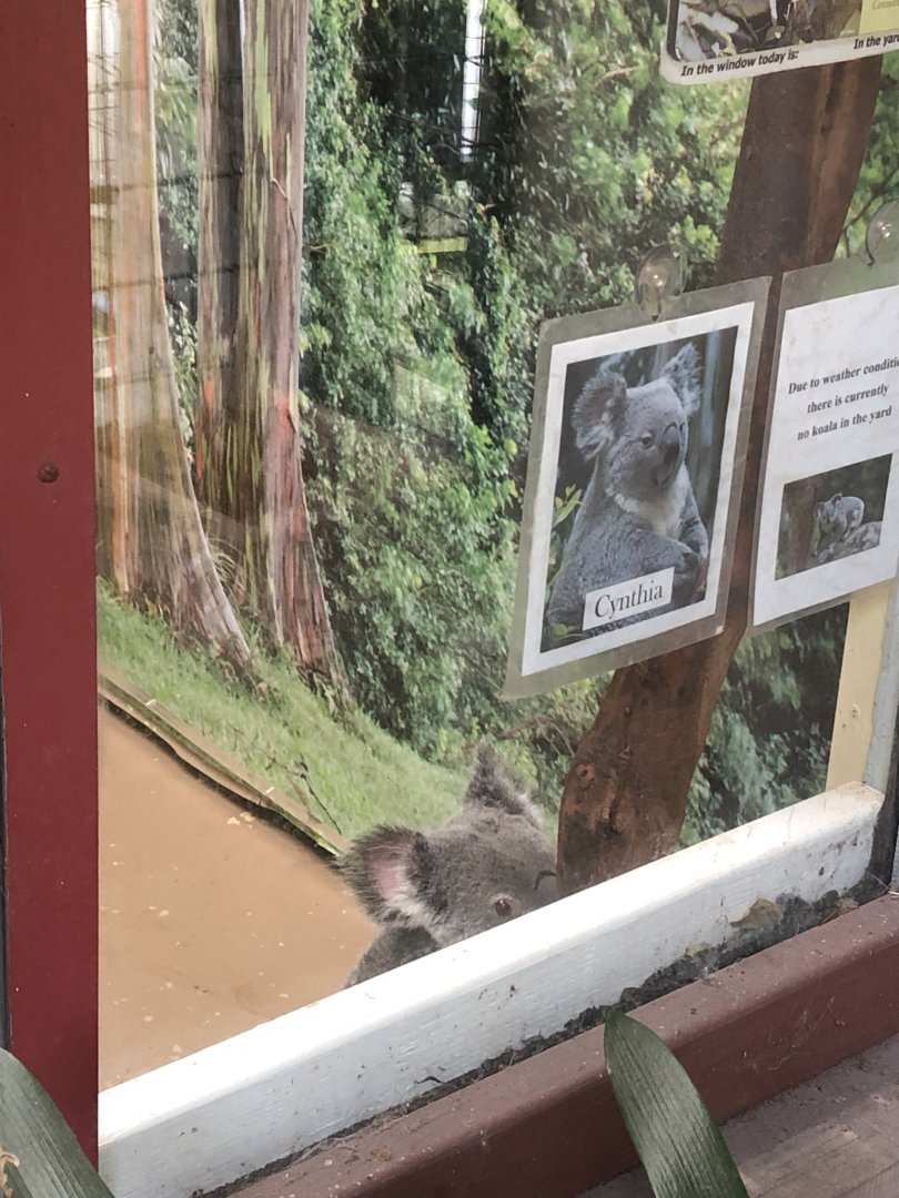 Cynthia the Koala