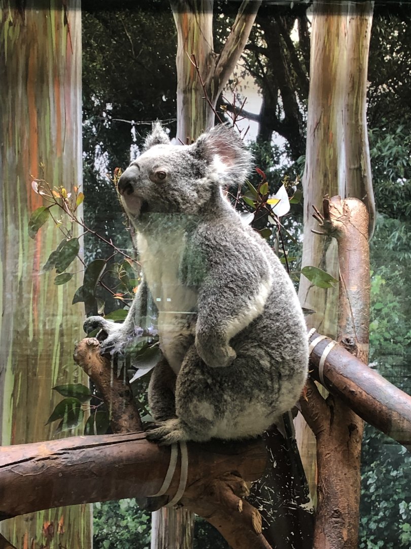 Cynthia the Koala
