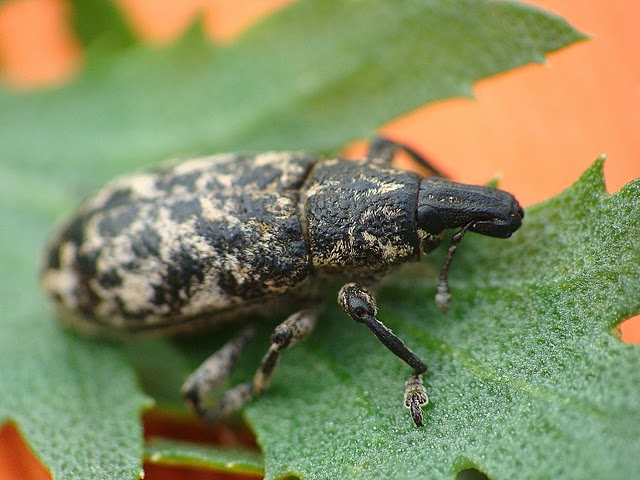 Cyphocleonus dealbatus