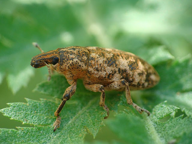 Cyphocleonus dealbatus