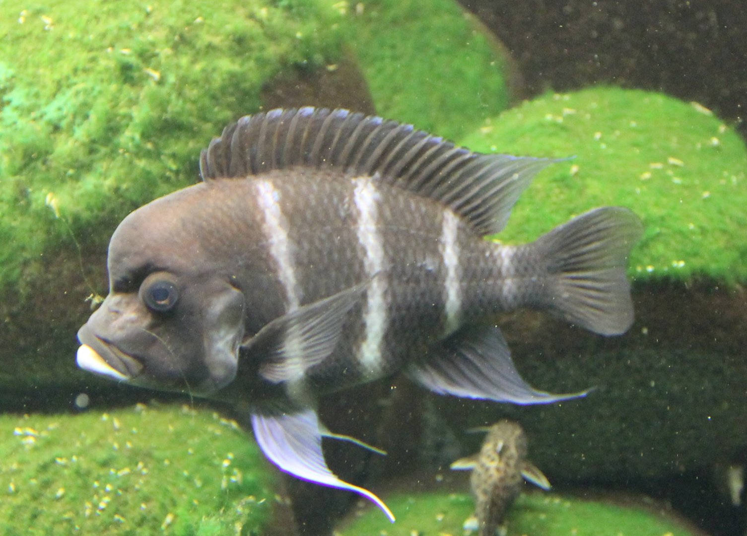 Cyphotilapia frontosa - Blue Zambia