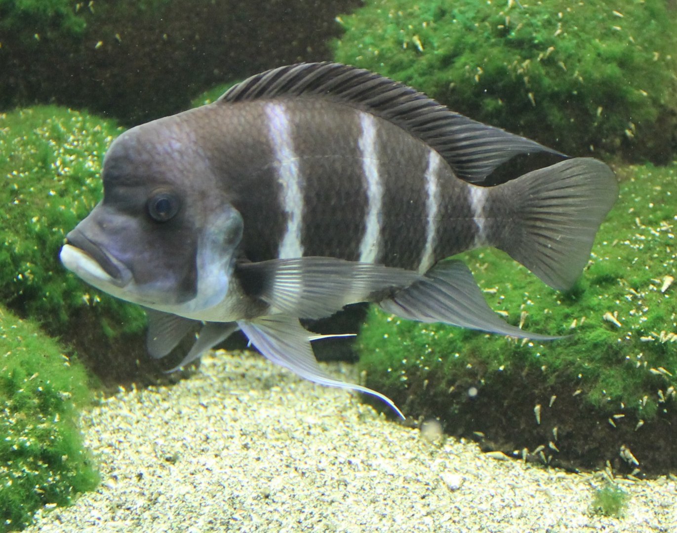 Cyphotilapia frontosa - Blue Zambia