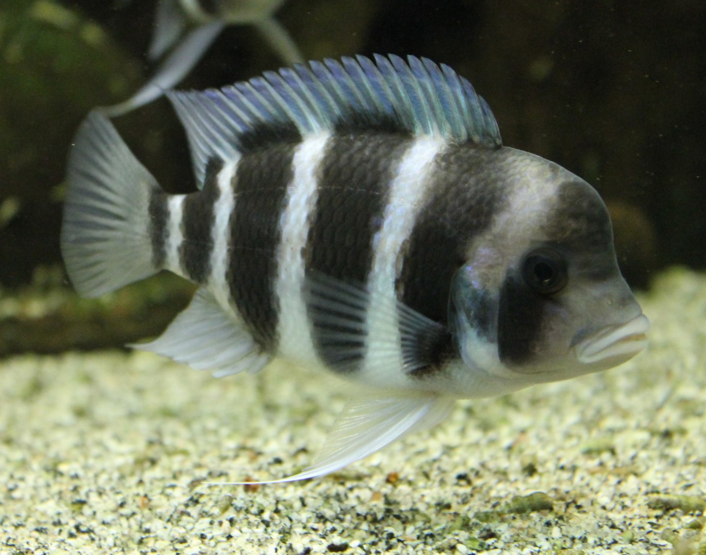 Cyphotilapia frontosa - Blue Zambia