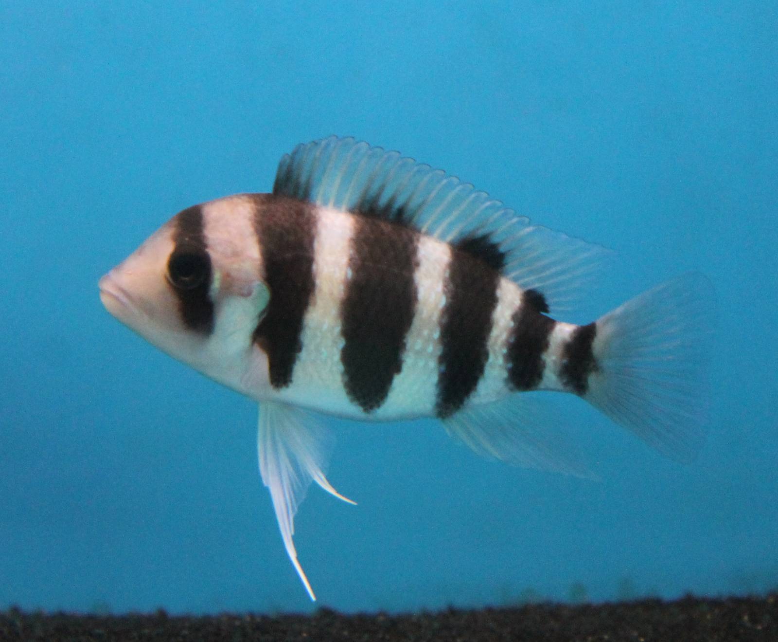 Cyphotilapia frontosa