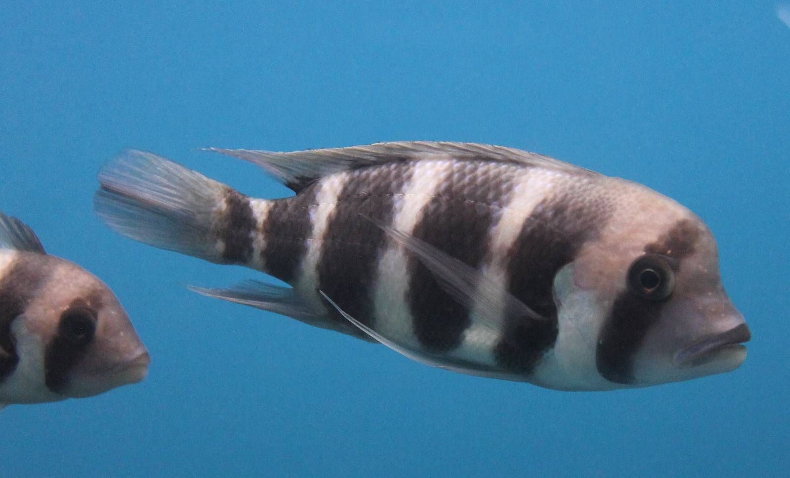 Cyphotilapia frontosa