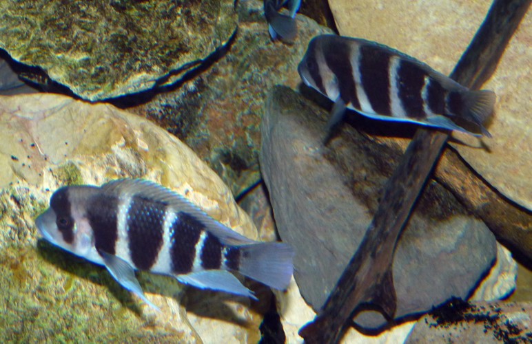 Cyphotilapia frontosa