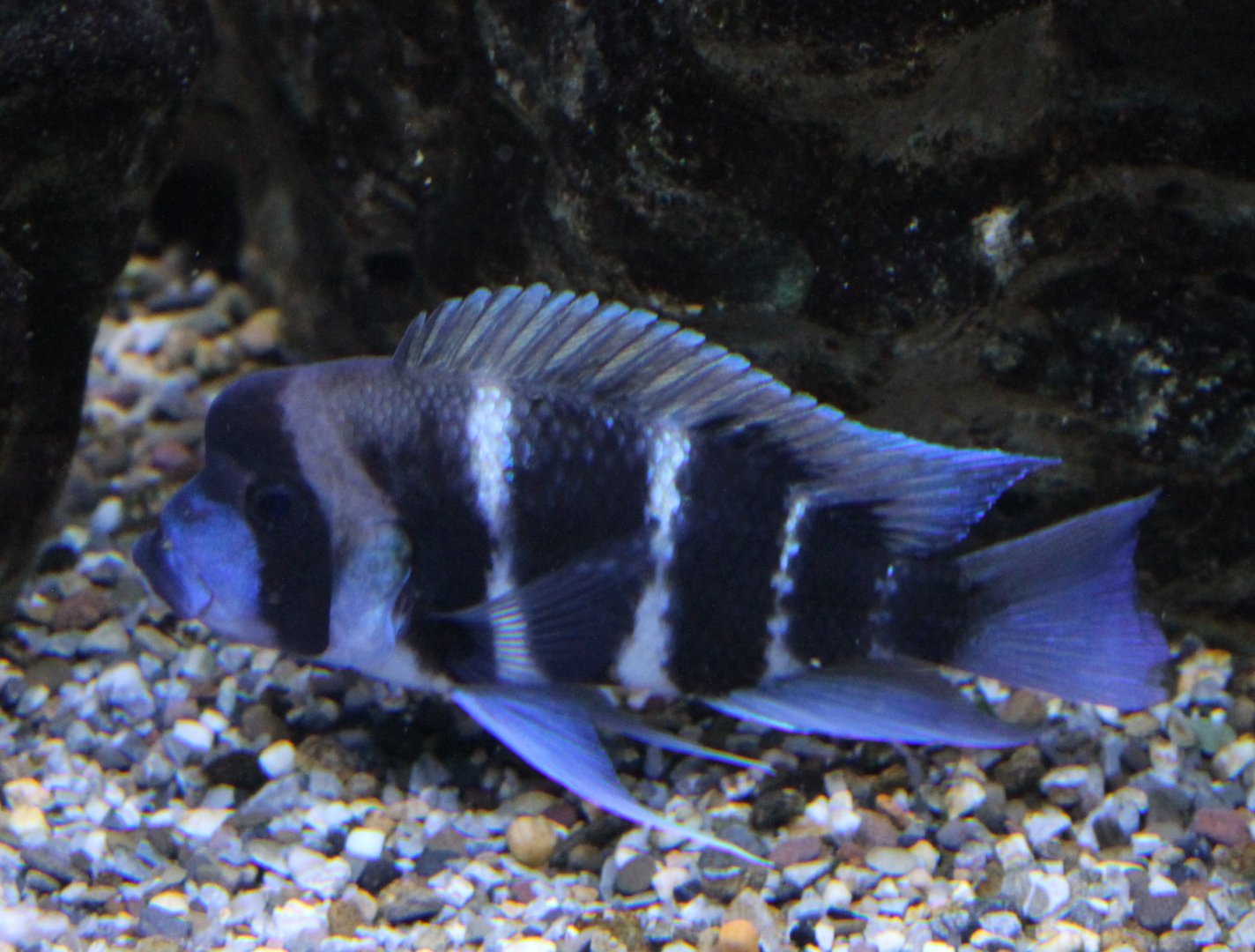 Cyphotilapia frontosa