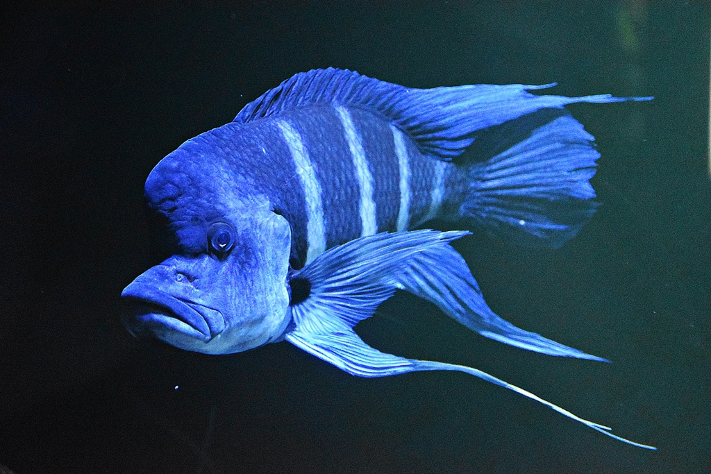 Cyphotilapia frontosa