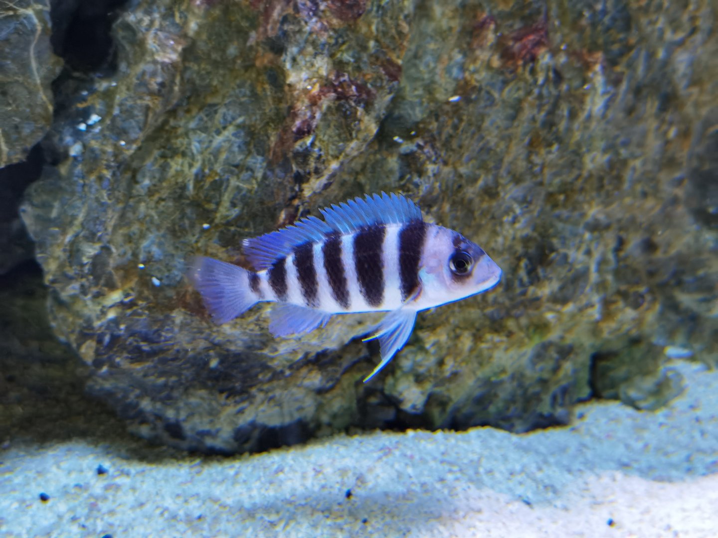Cyphotilapia frontosa