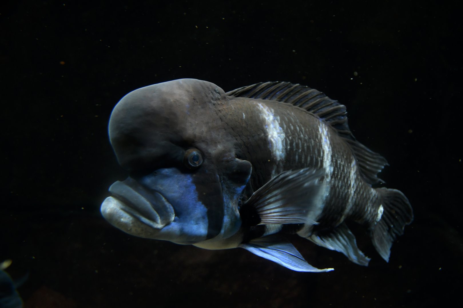 Cyphotilapia frontosa