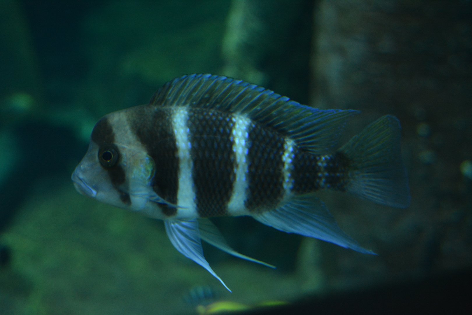 Cyphotilapia frontosa