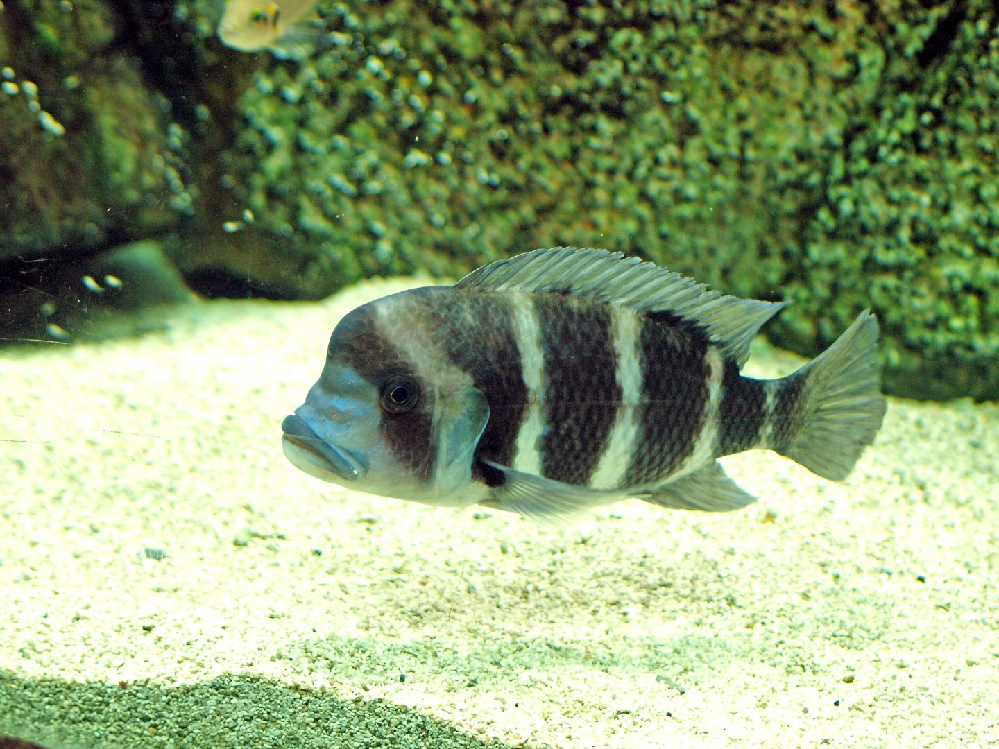 Cyphotilapia frontosa
