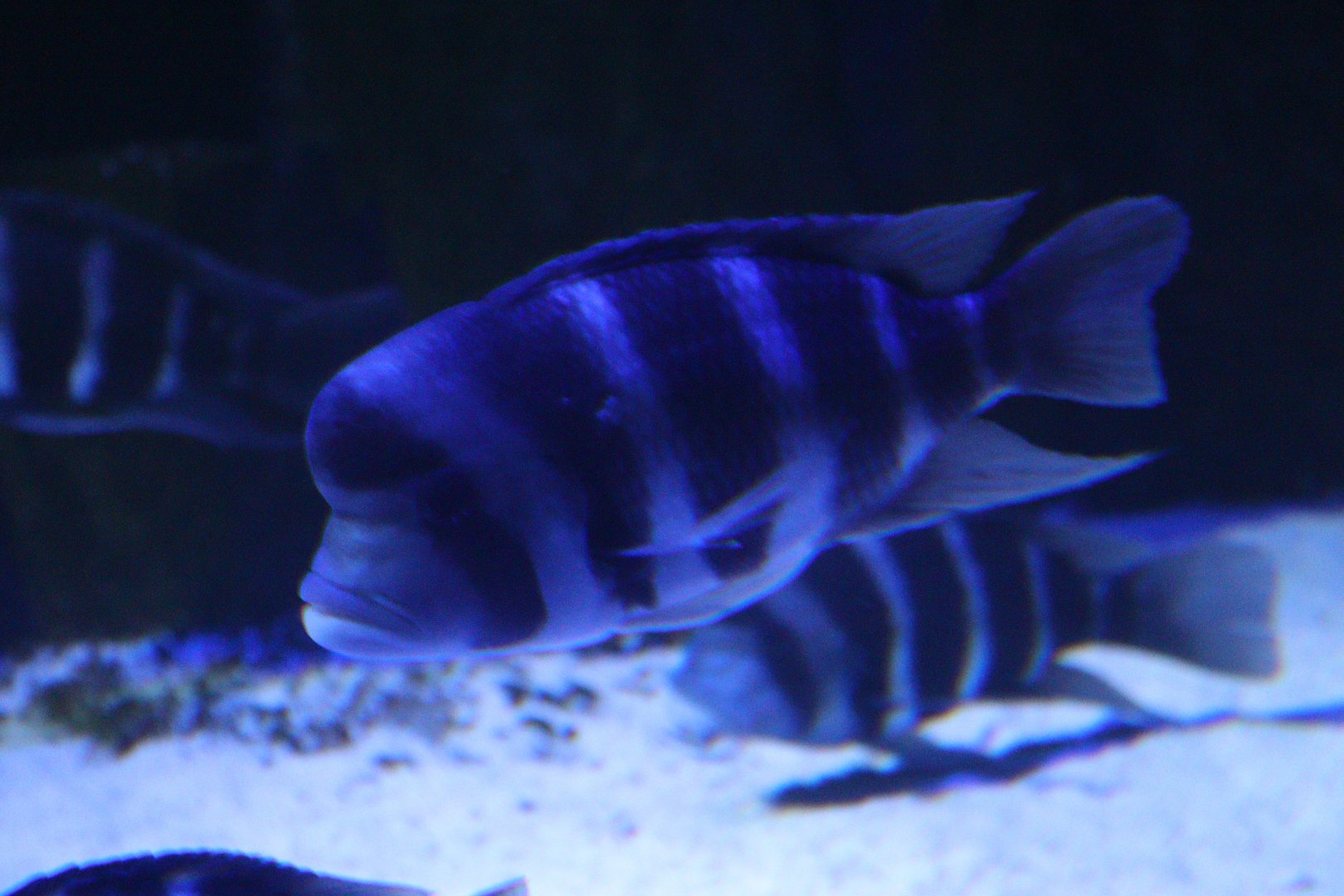 Cyphotilapia gibberosa or frontosa