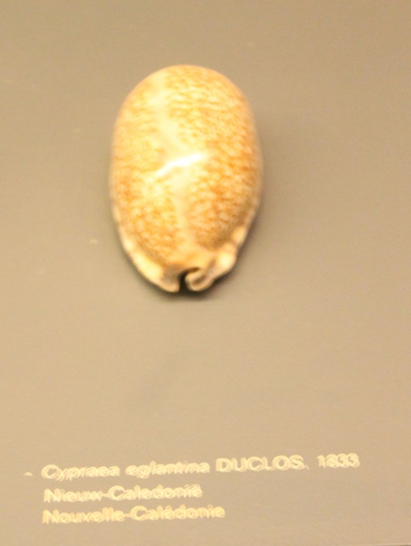 Cypraea eglantina