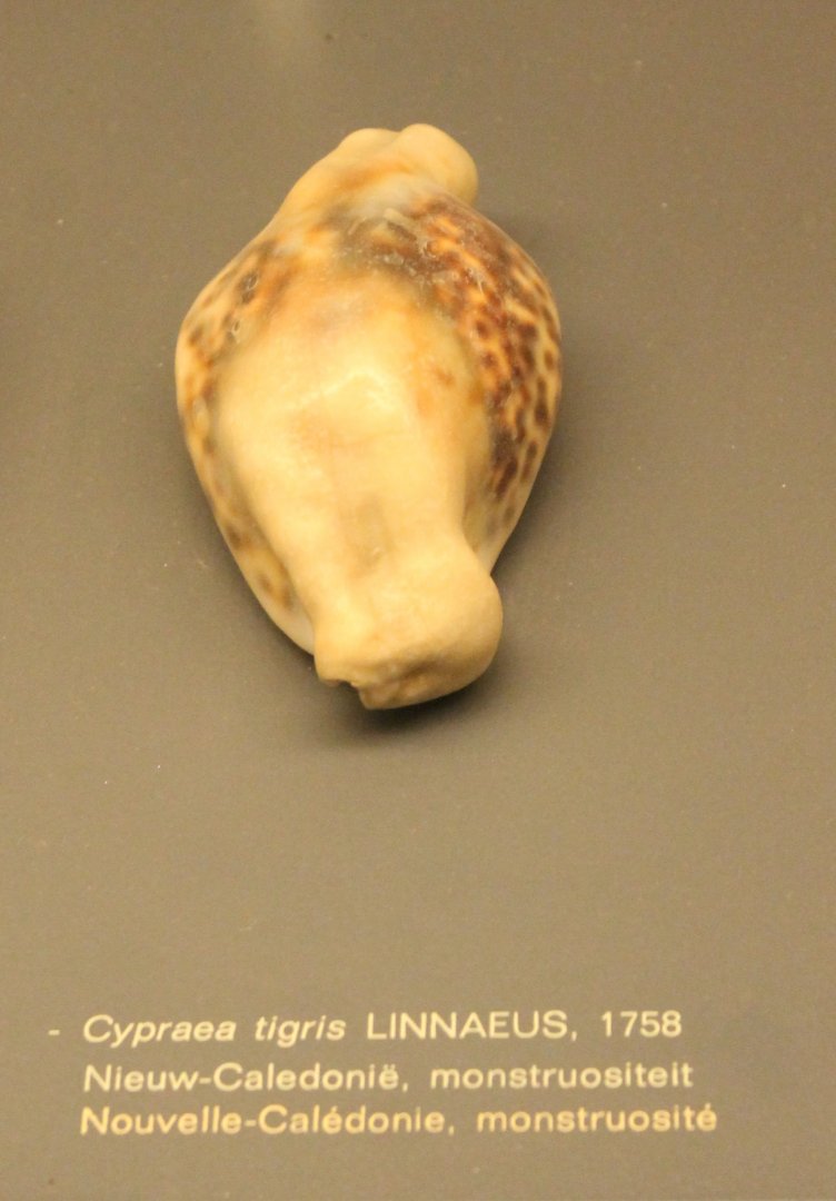 Cypraea tigris - Deformed