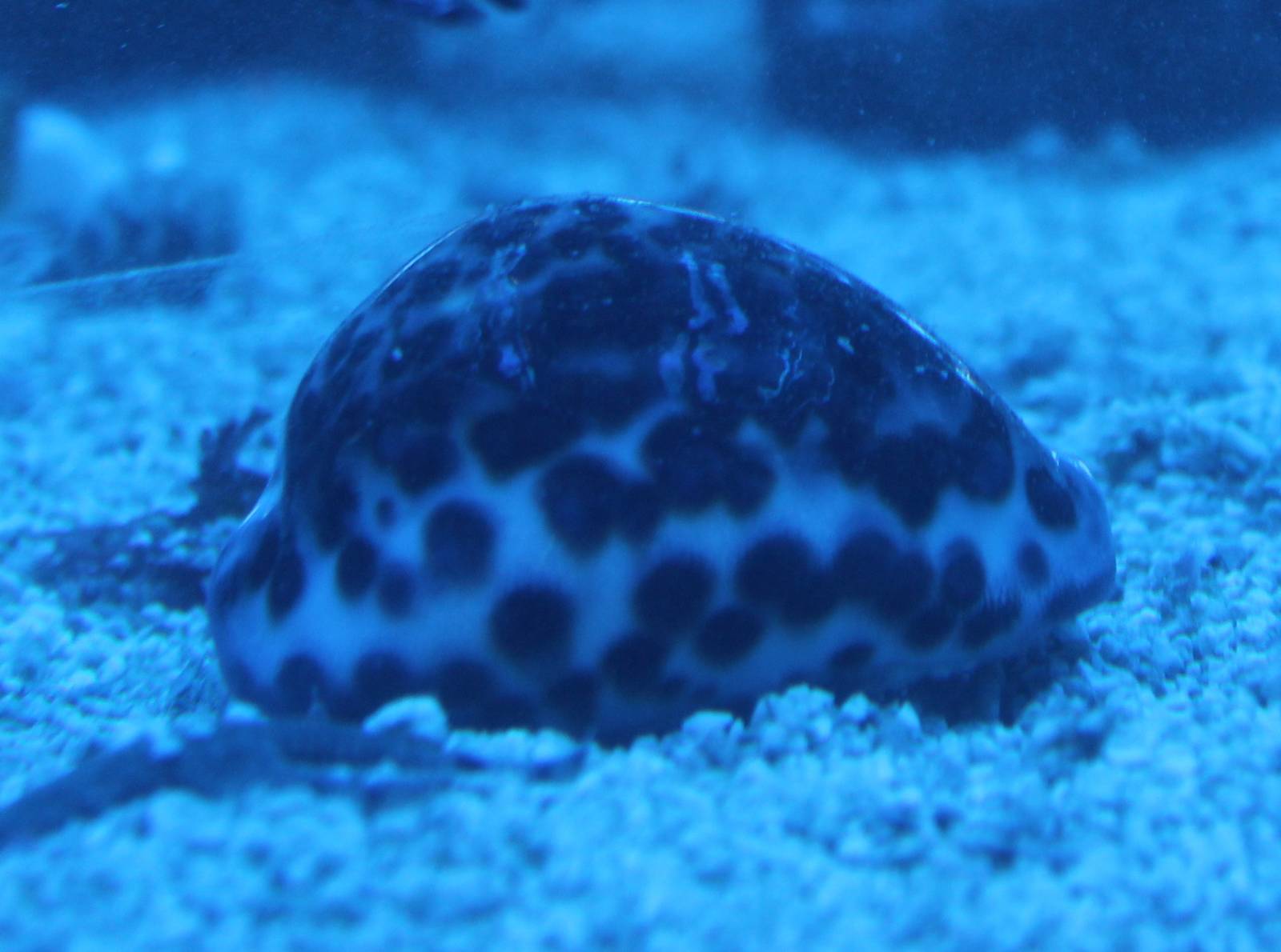 Cypraea tigris