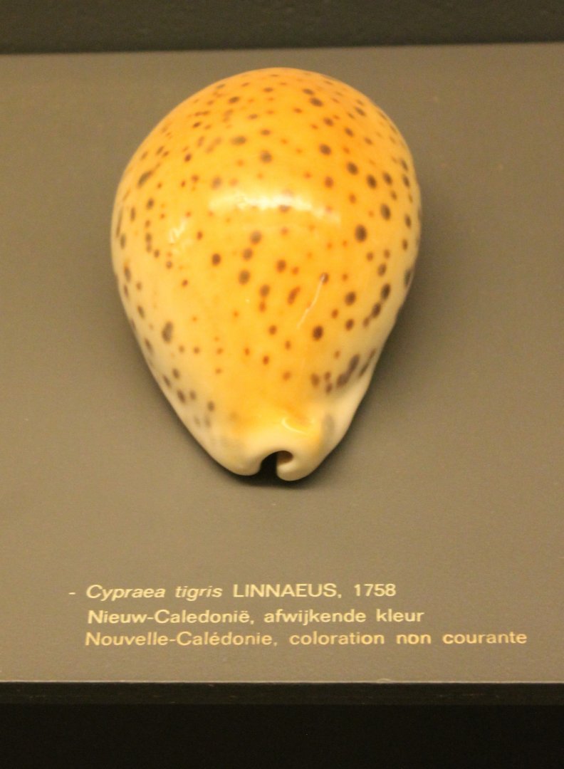 Cypraea tigris