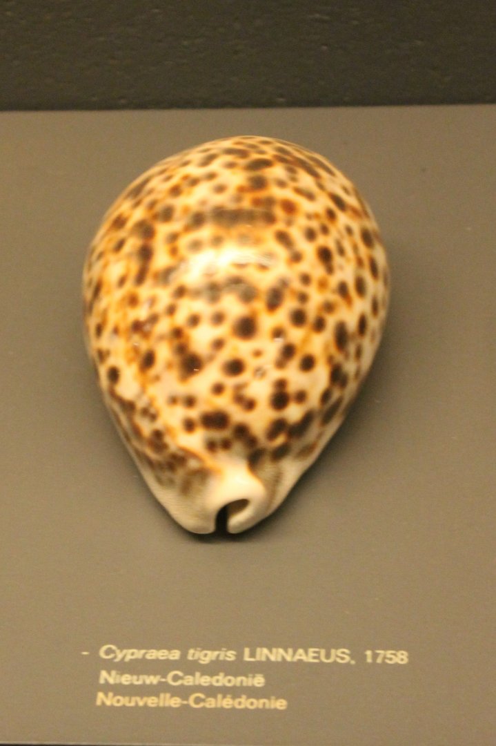 Cypraea tigris