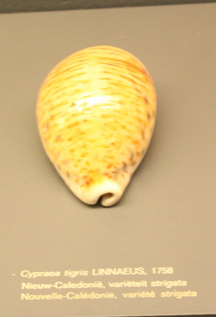 Cypraea tigris