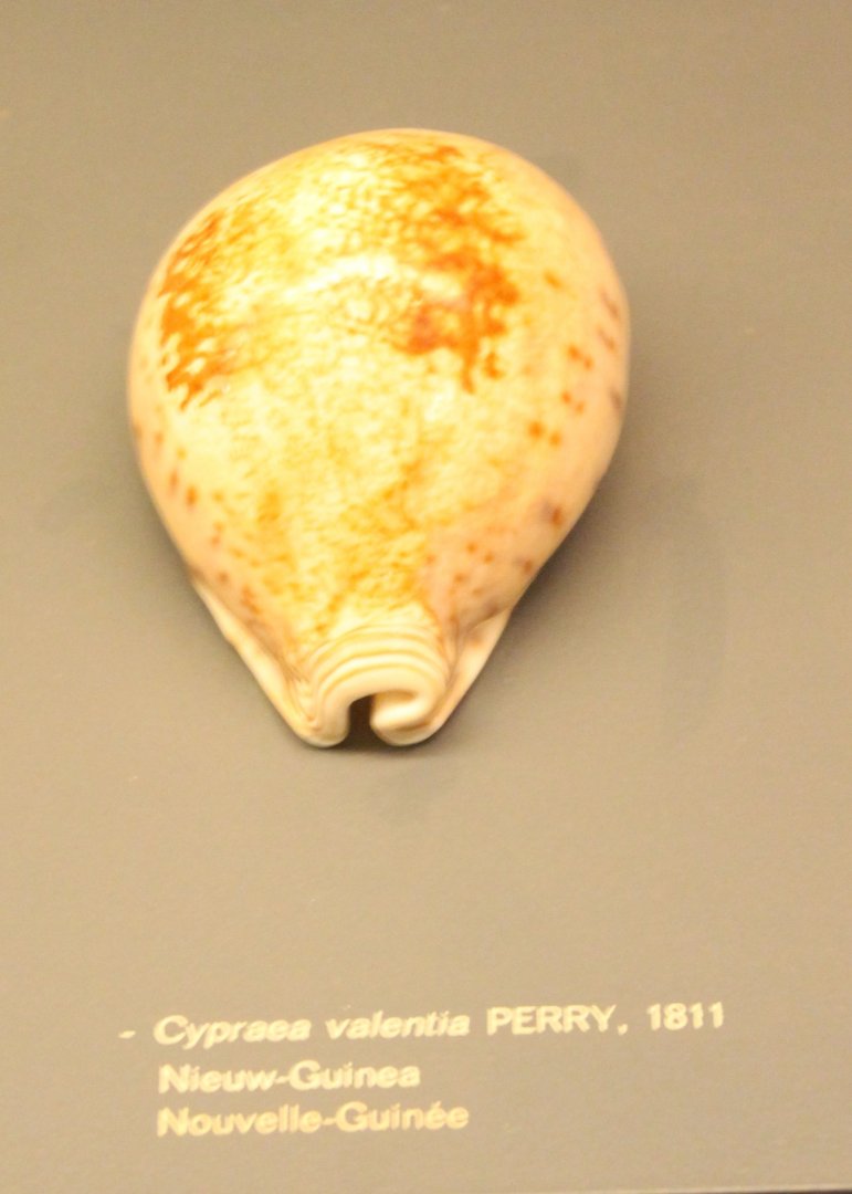 Cypraea valentia