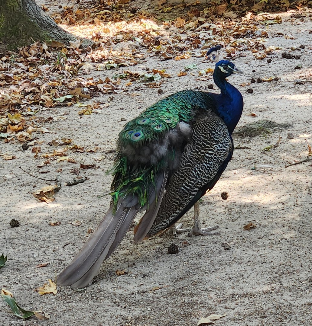 Cypress Black Bayou Park - Blue Peafowl