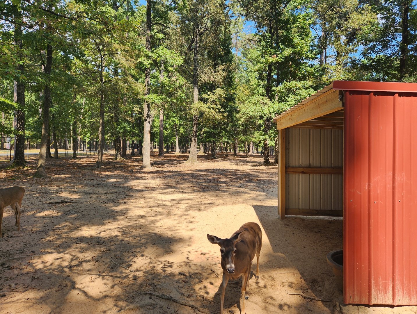 Cypress Black Bayou Park - Deer forest