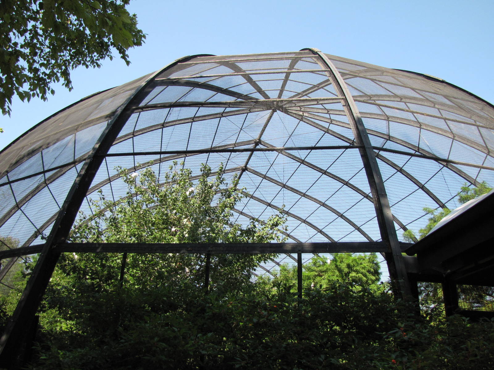 Cypress Swamp 1904 Aviary