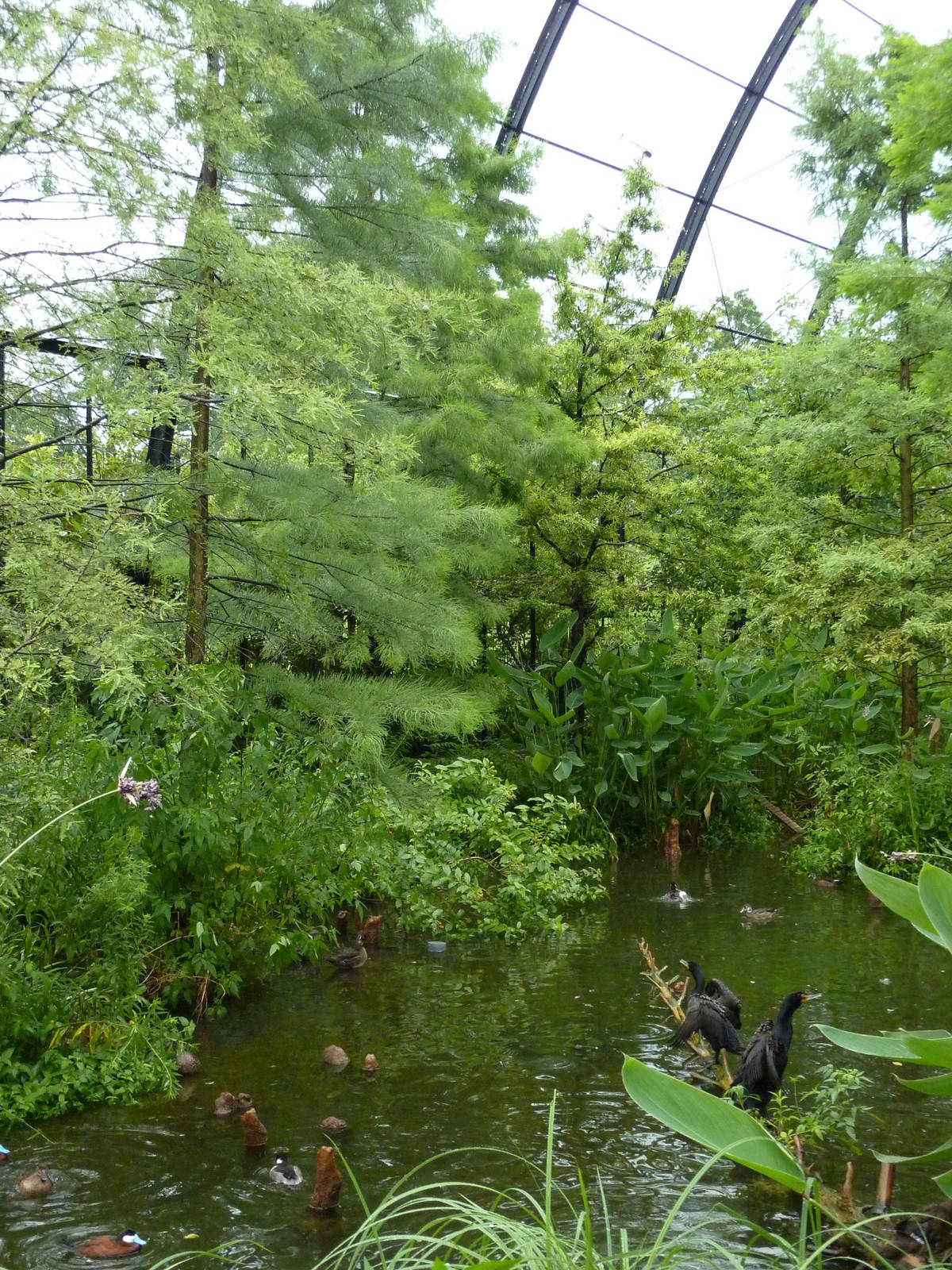 Cypress Swamp - 1904 Flight Cage