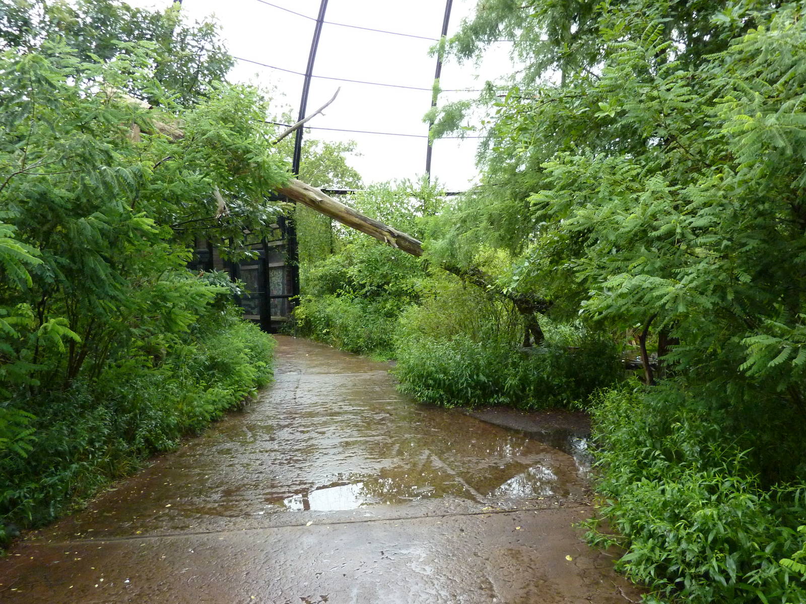Cypress Swamp - 1904 Flight Cage