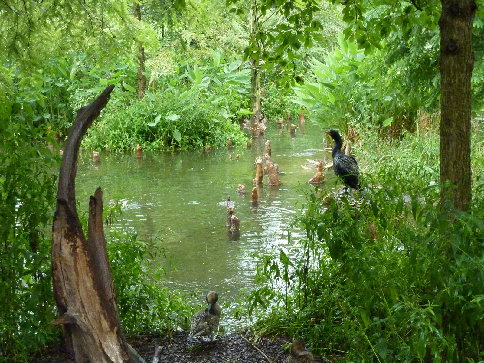 Cypress Swamp - 1904 Flight Cage