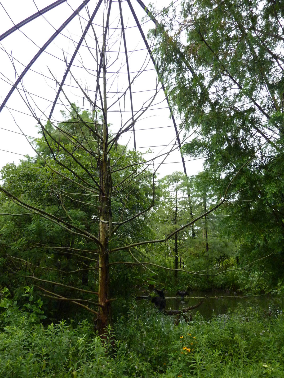 Cypress Swamp - 1904 Flight Cage