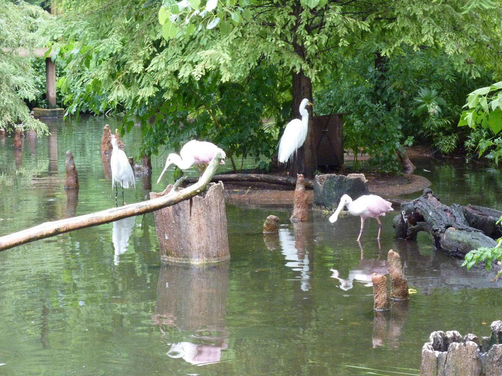 Cypress Swamp - 1904 Flight Cage