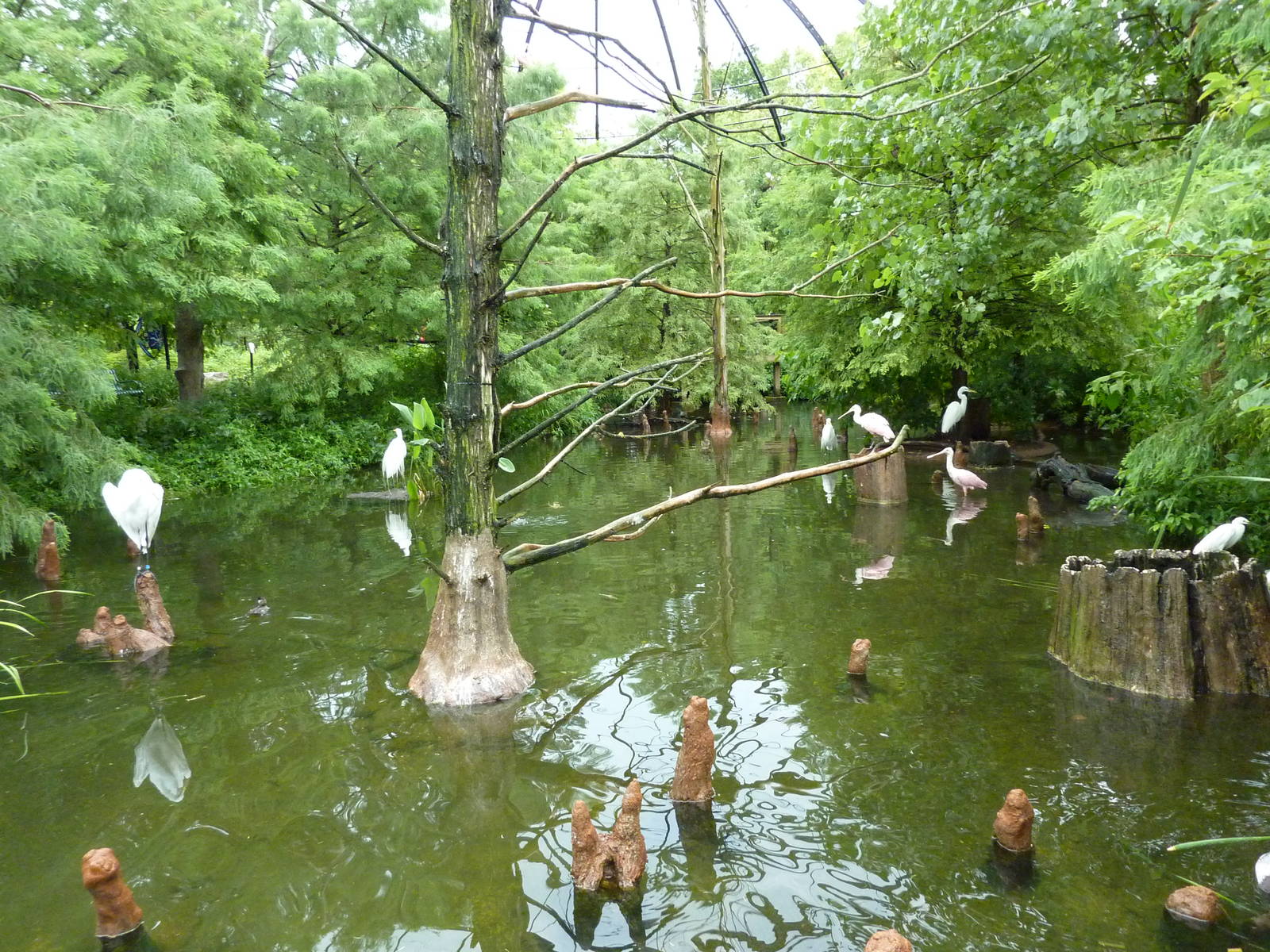 Cypress Swamp - 1904 Flight Cage