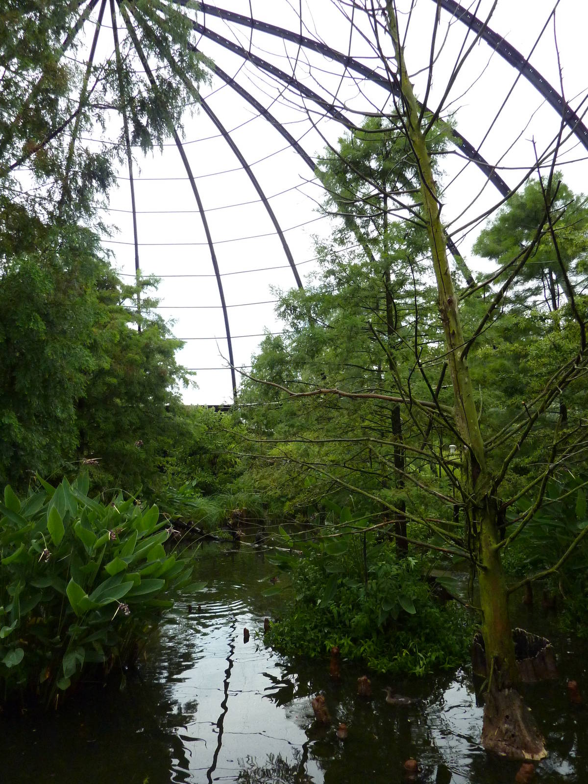 Cypress Swamp - 1904 Flight Cage