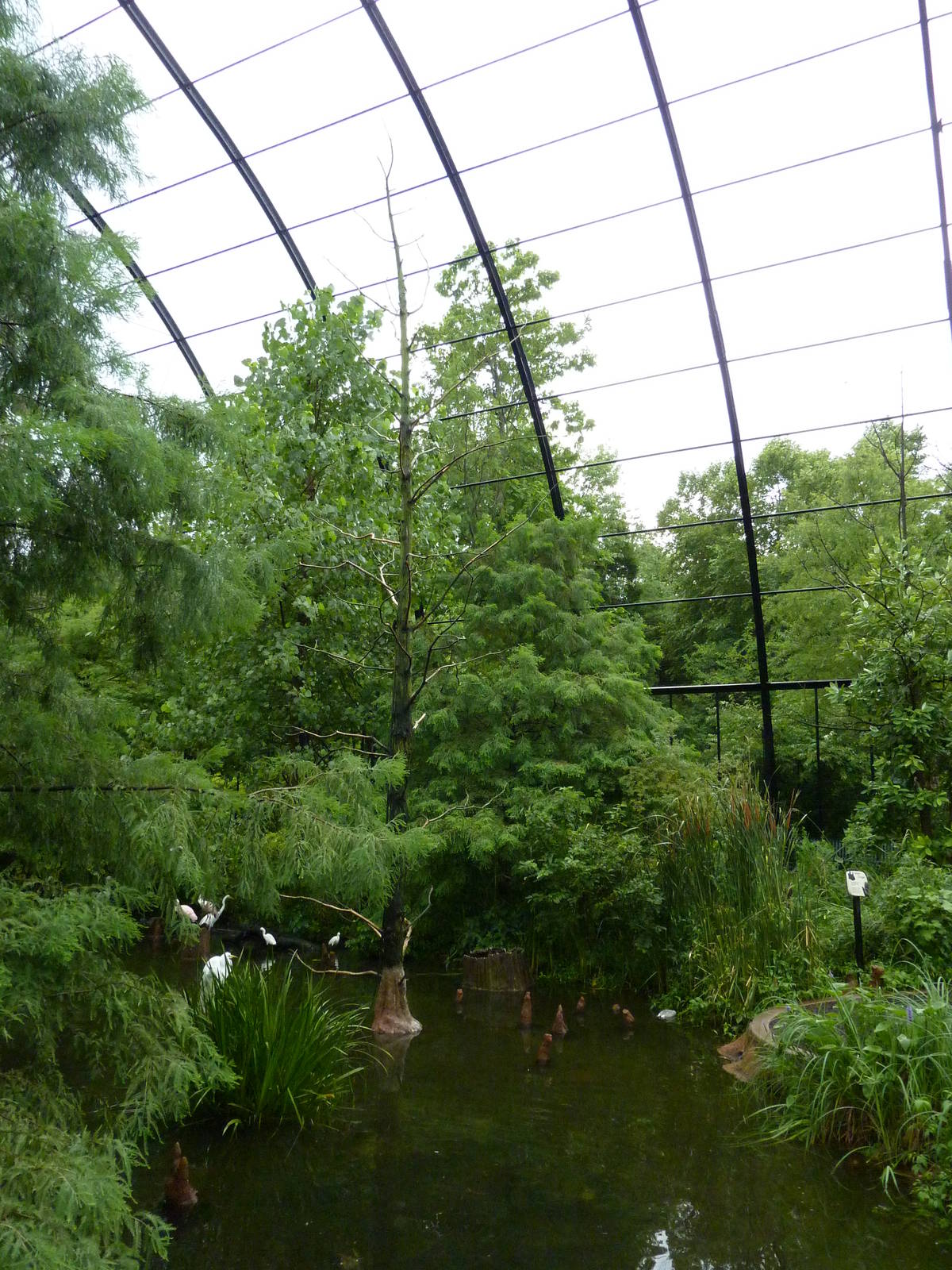 Cypress Swamp - 1904 Flight Cage
