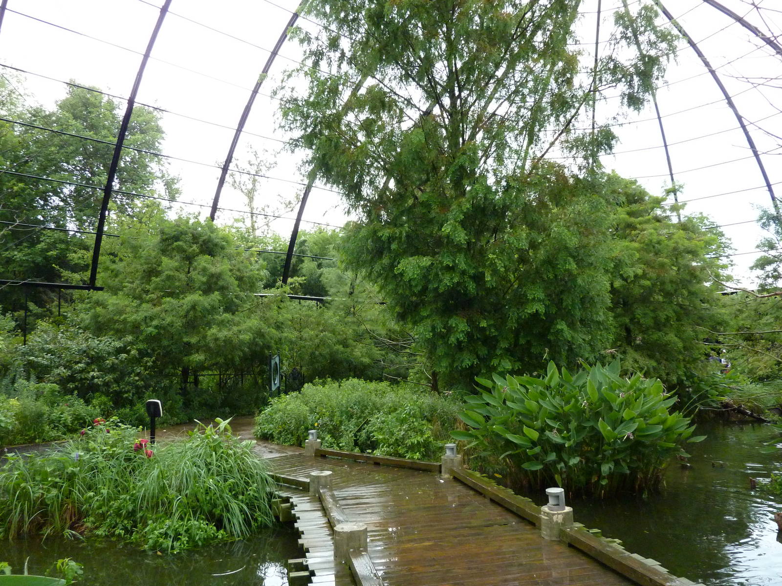 Cypress Swamp - 1904 Flight Cage