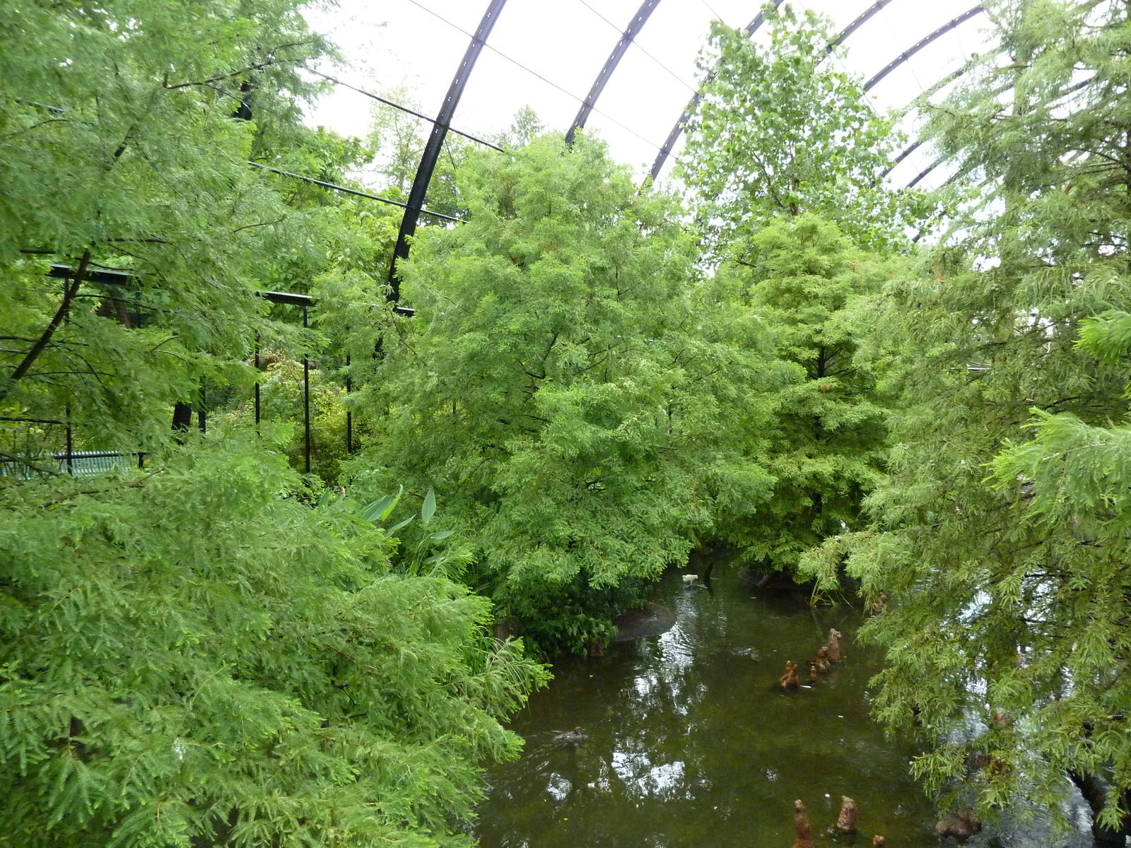 Cypress Swamp - 1904 Flight Cage