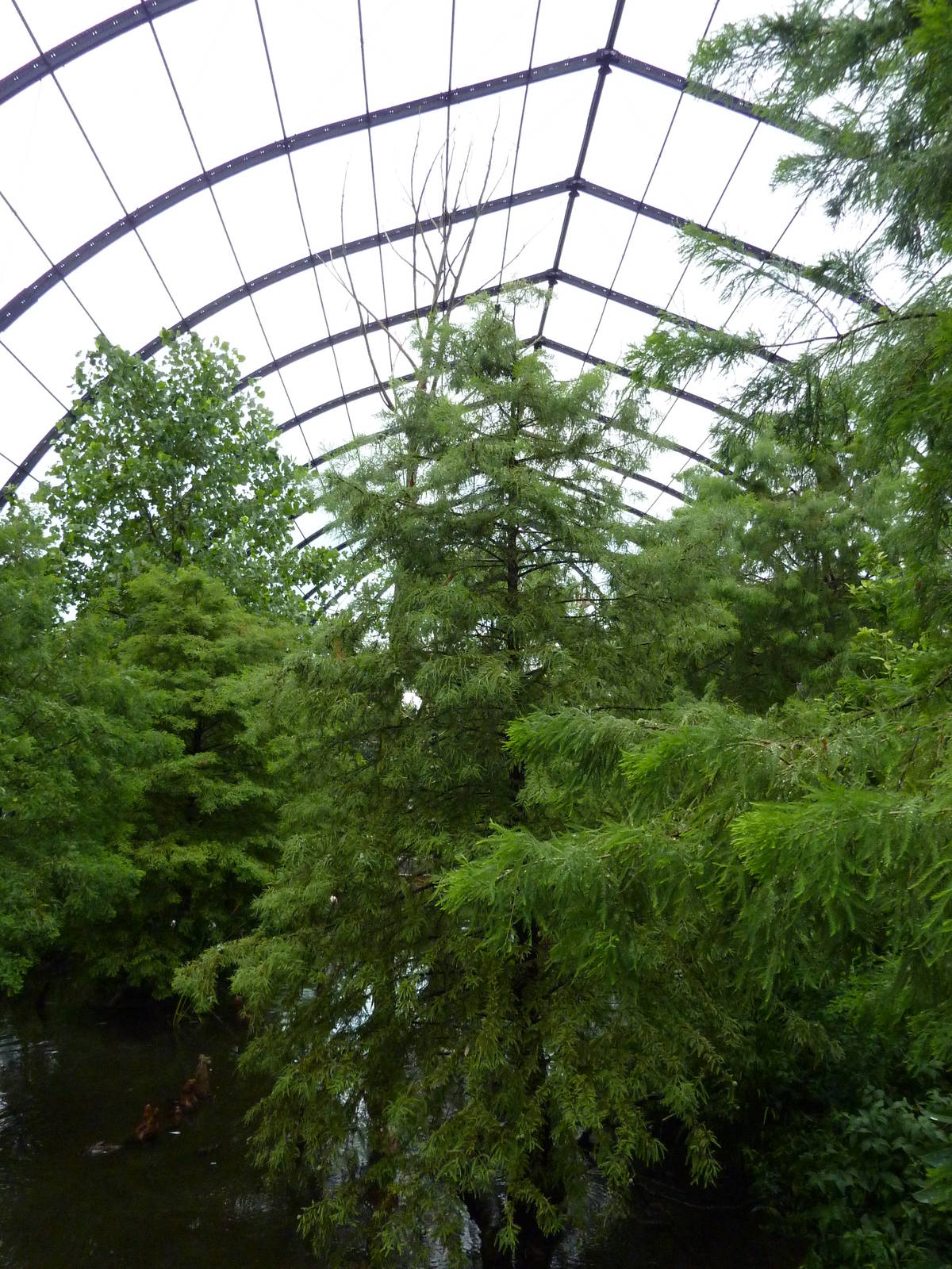 Cypress Swamp - 1904 Flight Cage