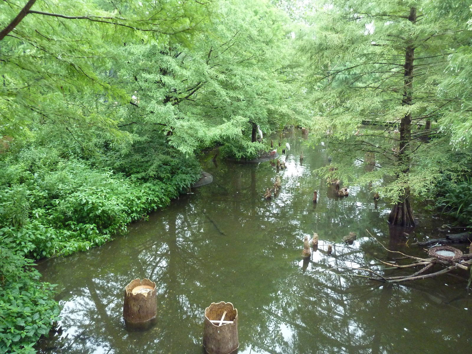 Cypress Swamp (1904 World's Fair Aviary)