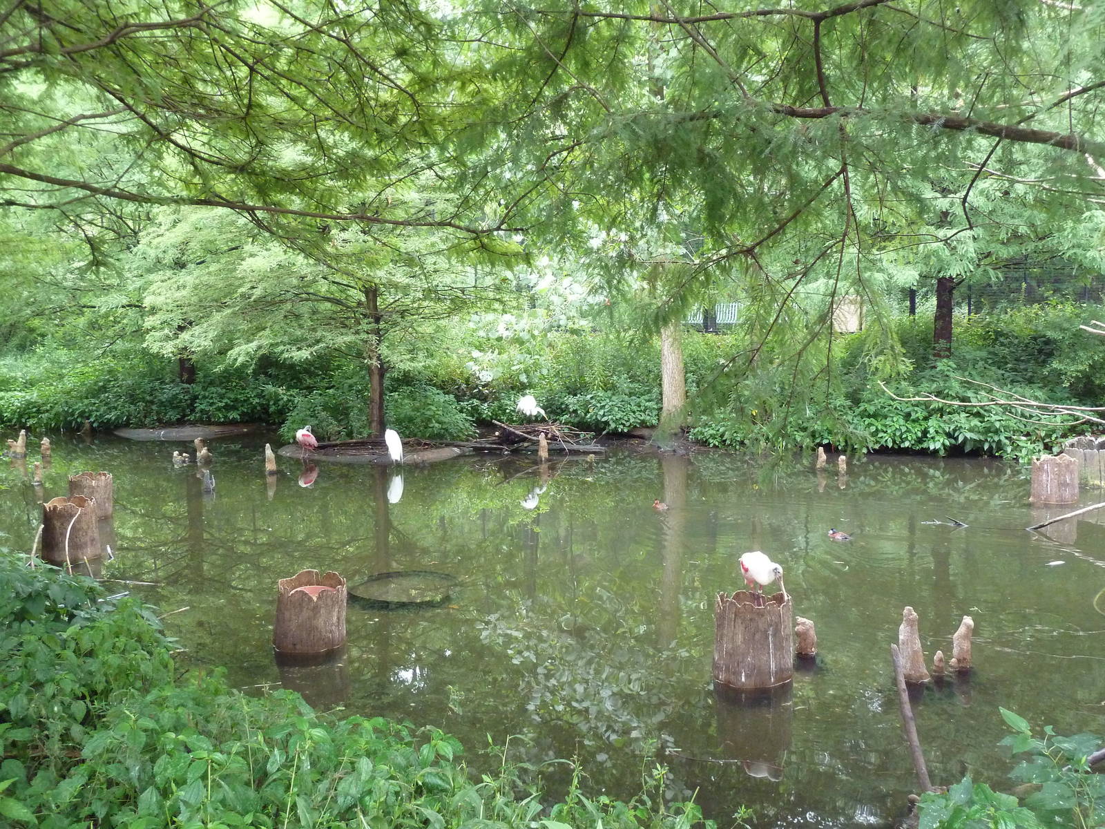 Cypress Swamp (1904 World's Fair Aviary)