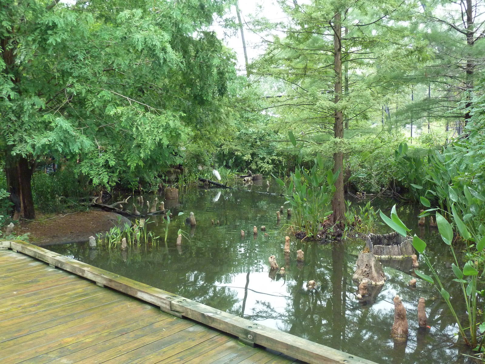 Cypress Swamp (1904 World's Fair Aviary)